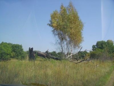 Природа Припяти.