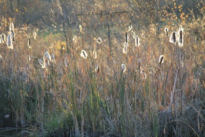 IMG_5762.JPG