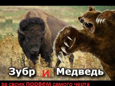 zubr 4.jpg