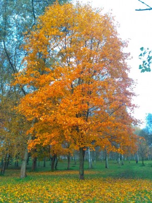 IMG_20191005_084105.jpg
