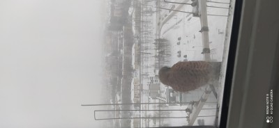 IMG_20210212_094512.jpg