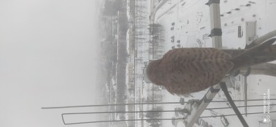 IMG_20210212_094517.jpg