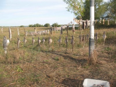 рыбы сентябрь 2009 2.jpg
