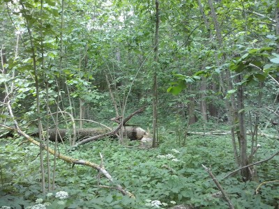 CAM00490.jpg