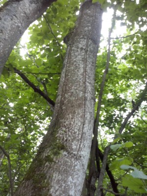 CAM00491.jpg